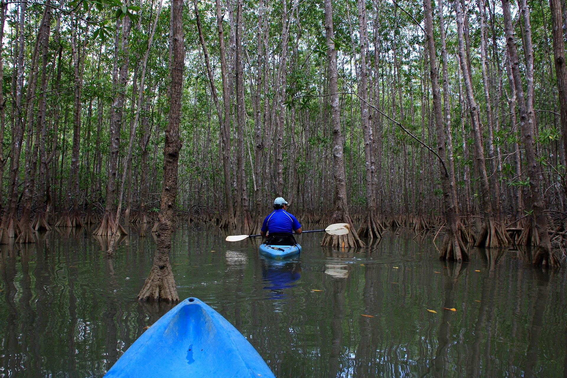 Monkey Mangrove Tour