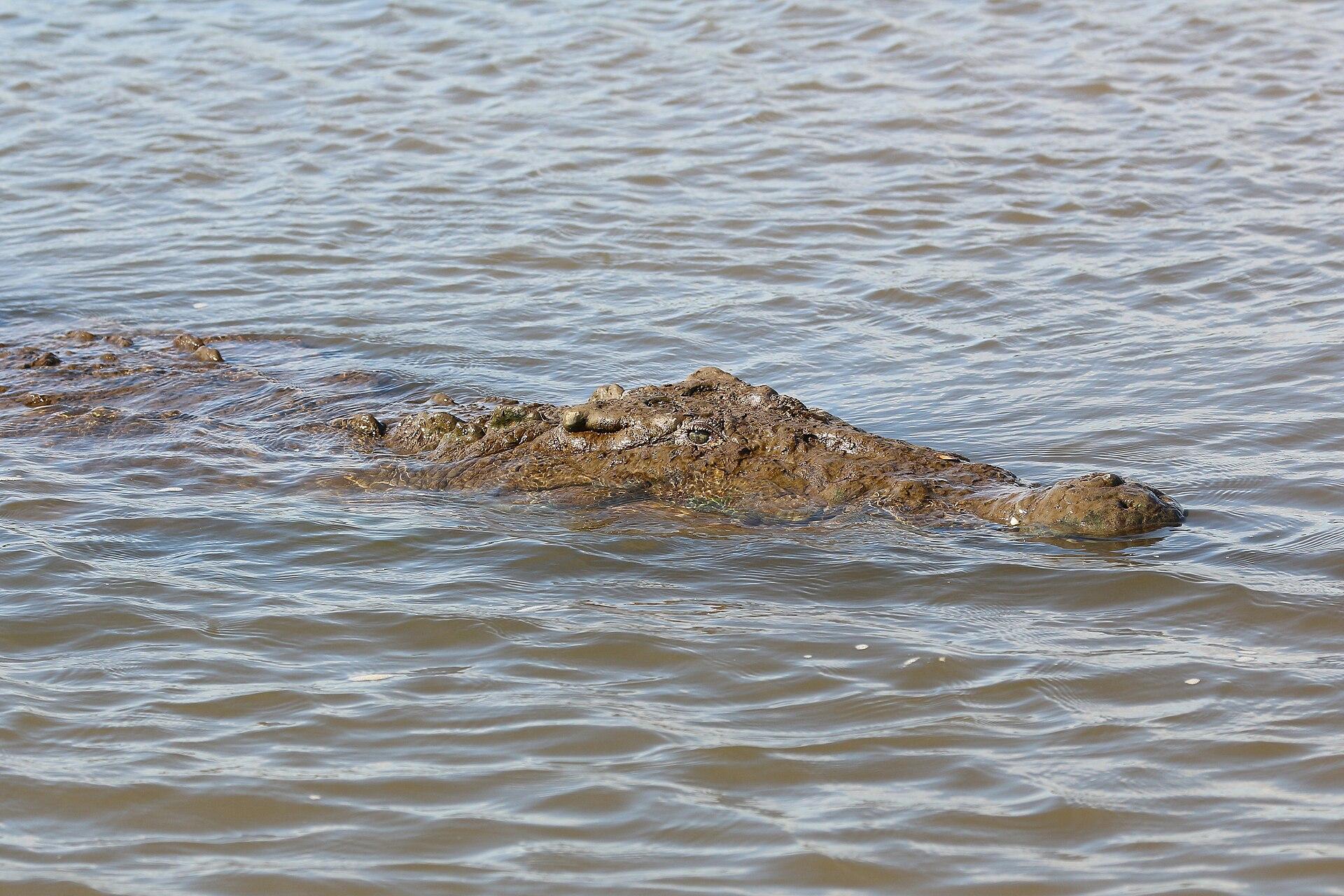 Crocodile Tour — Tárcoles River