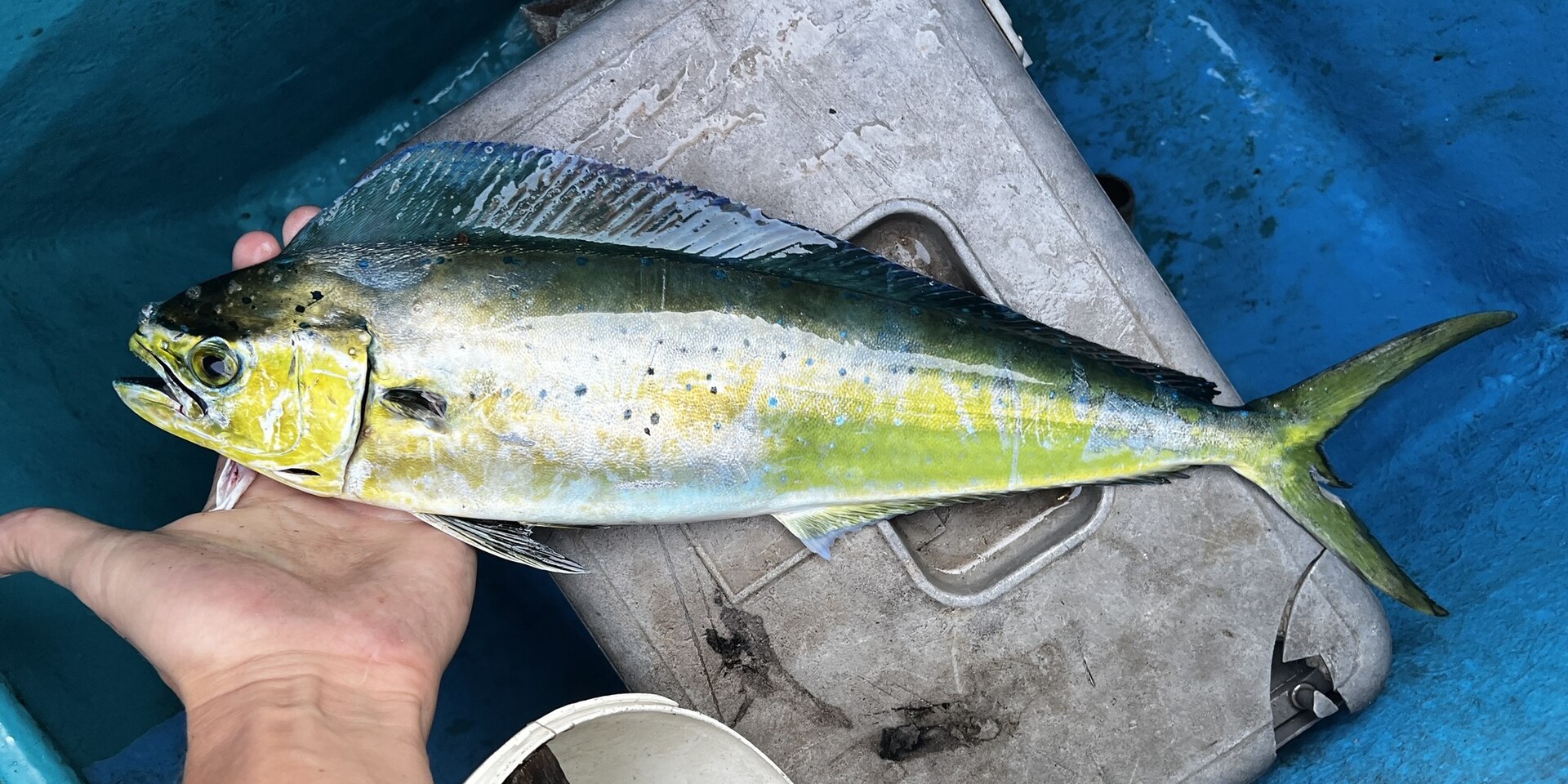 Mahi-Mahi