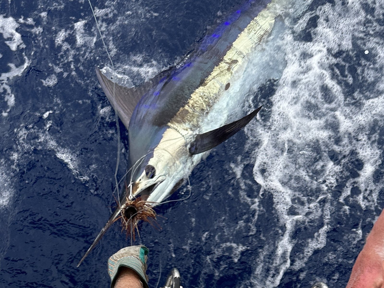 Marlin
