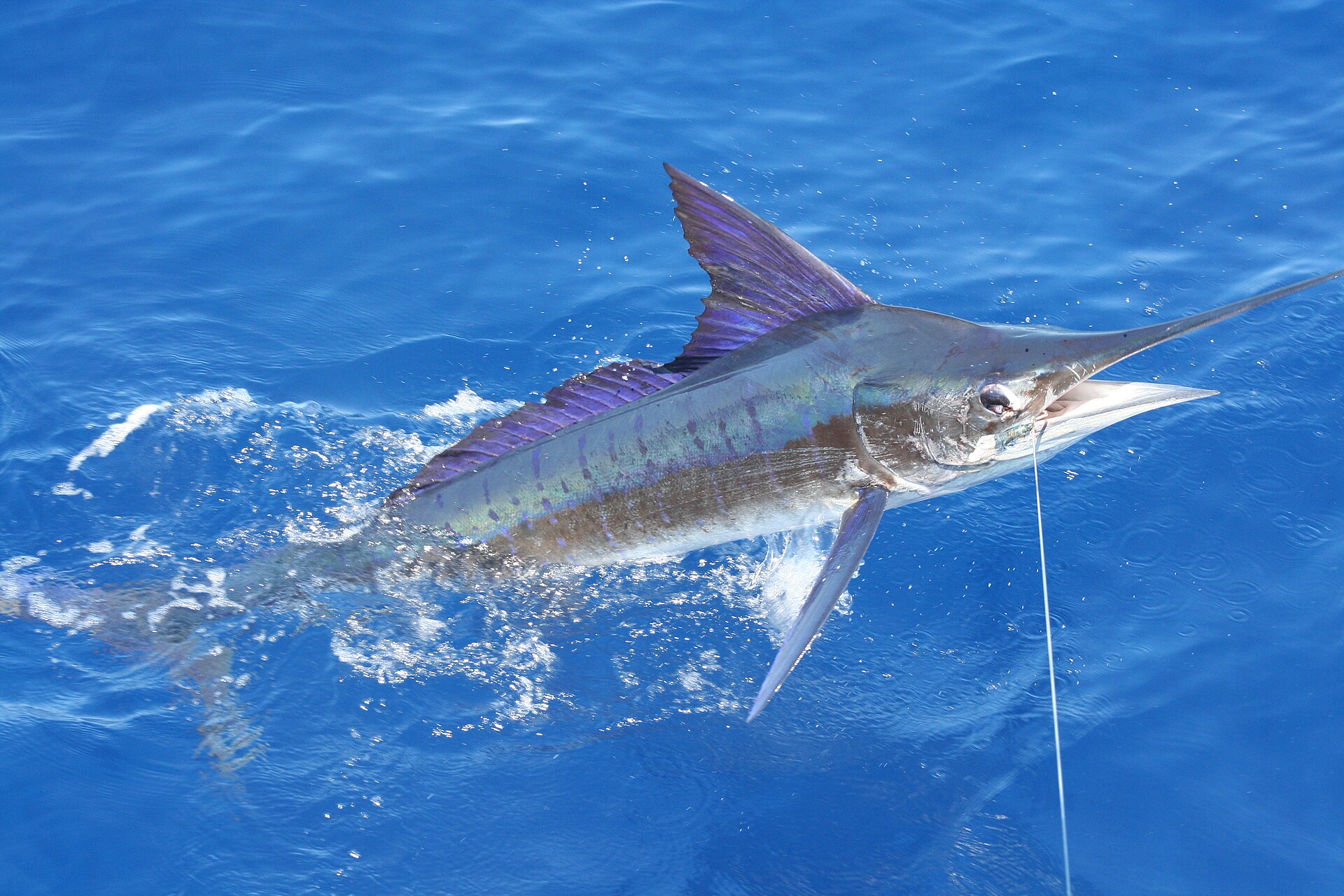 Marlin