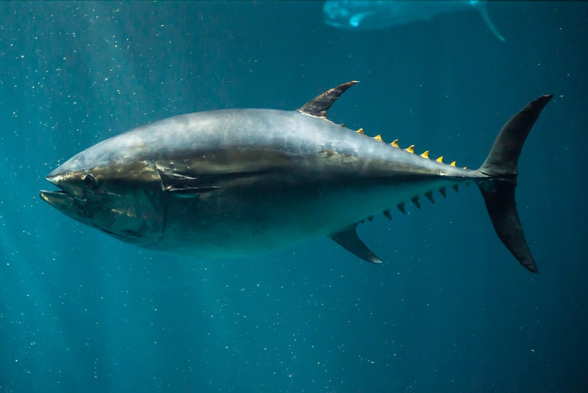 Yellowfin Tuna